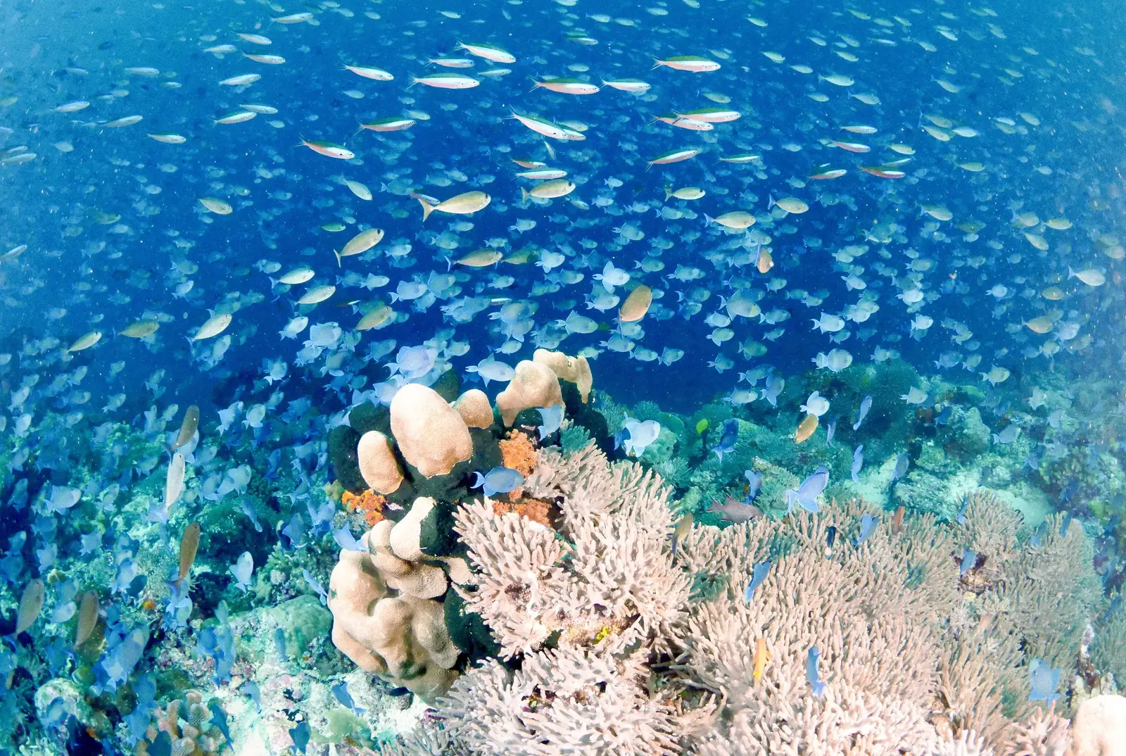 A school of fish above a coral reef.