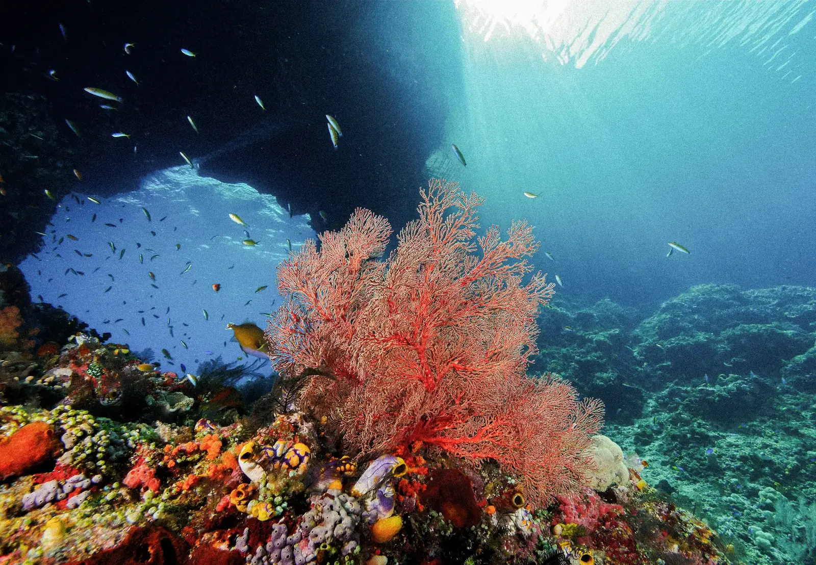 Sea fans and reef fish in a sunlit cavern.