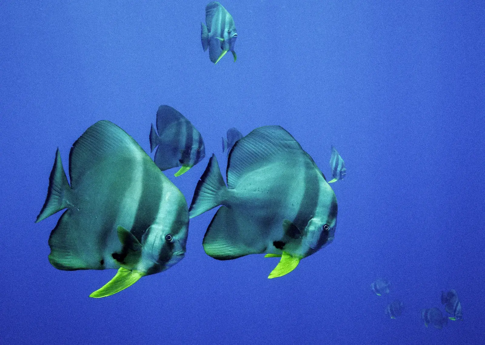 Batfish in open blue water.