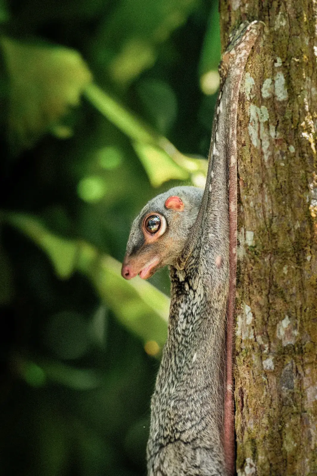 A colugo clinging to a tree trunk.