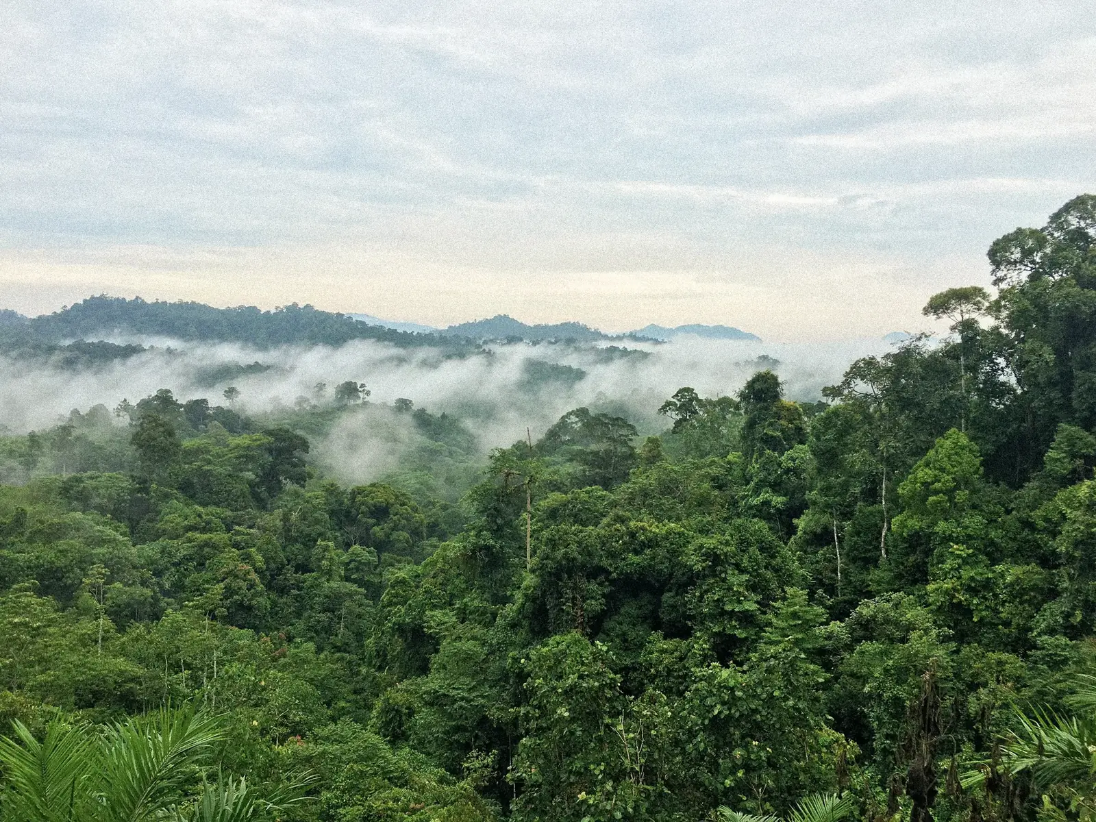 Rainforest canopy under morning mist.