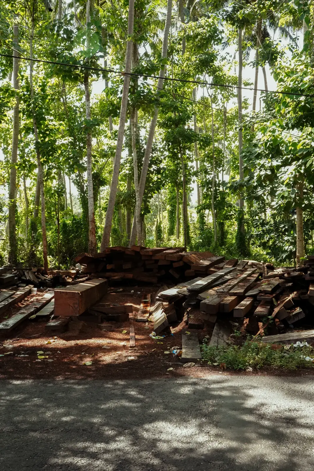 Tall trees and a timber pile in an Indonesian forest.