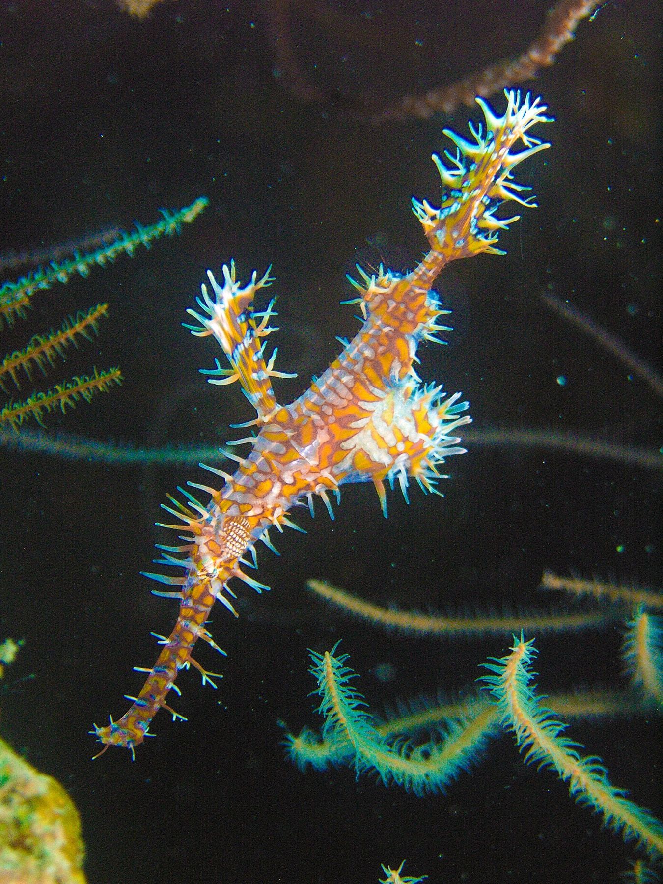 An ornate ghost pipefish drifting among crinoid arms.