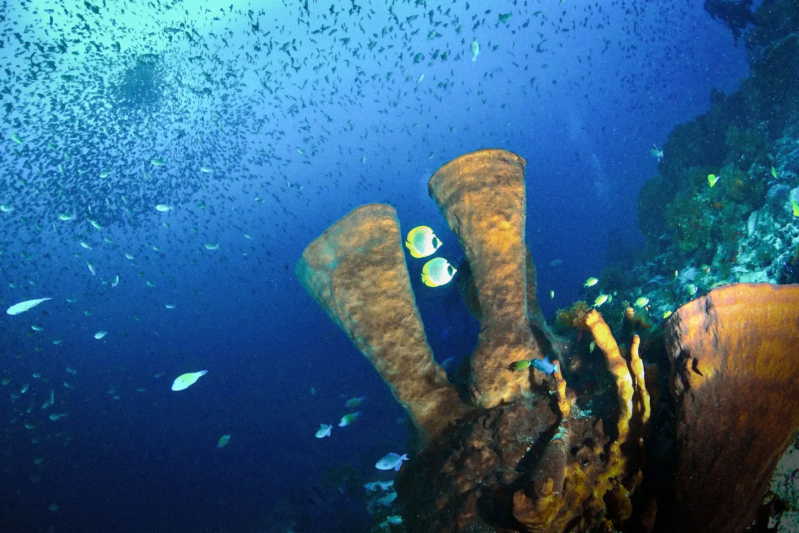 Barrel sponges and butterflyfish on a reef, with a school of fish above.