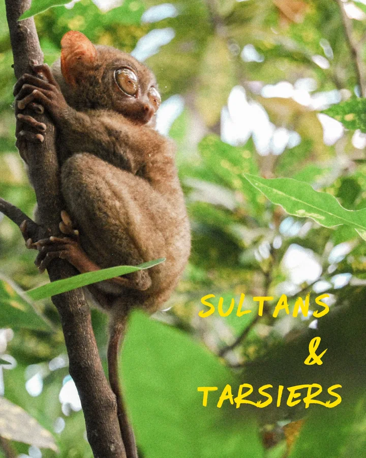Sultans and Tarsiers: 11 days, Ternate → Bitung