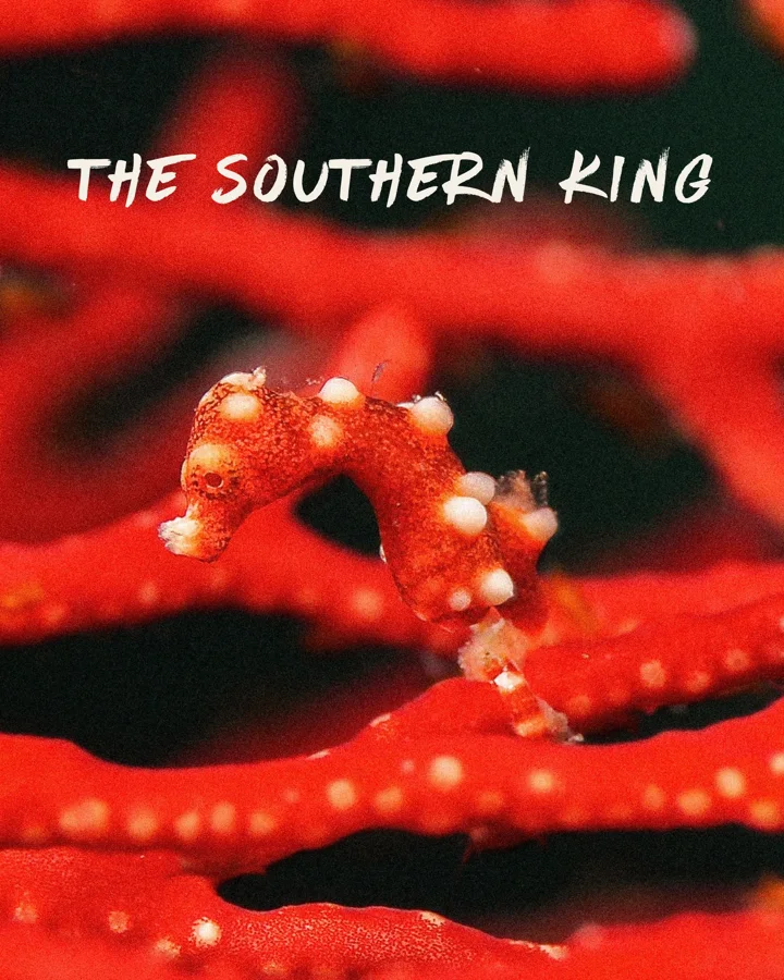 The Southern King: 7 days, Sorong → Sorong