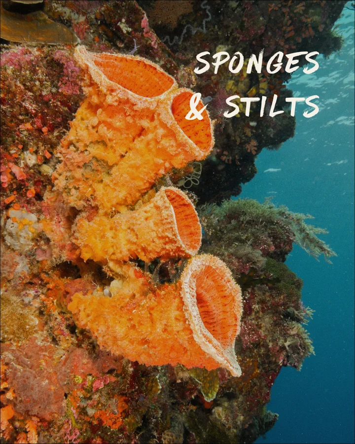 Sponges and Stilts: 11 days, Bitung → Baubau
