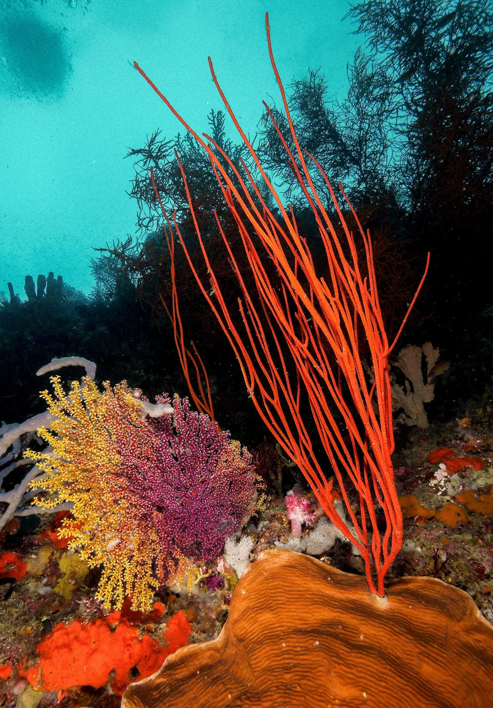 A red gorgonian sea whip over a reef.