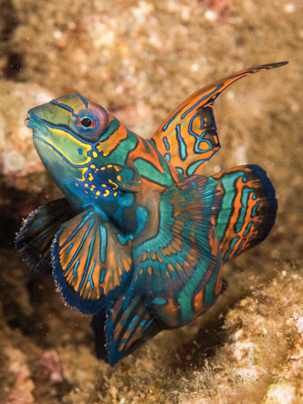 A mandarinfish in close-up.