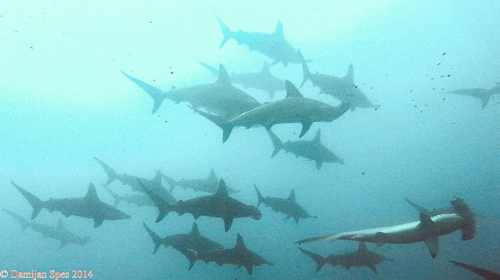 Schooling hammerhead sharks in blue water.