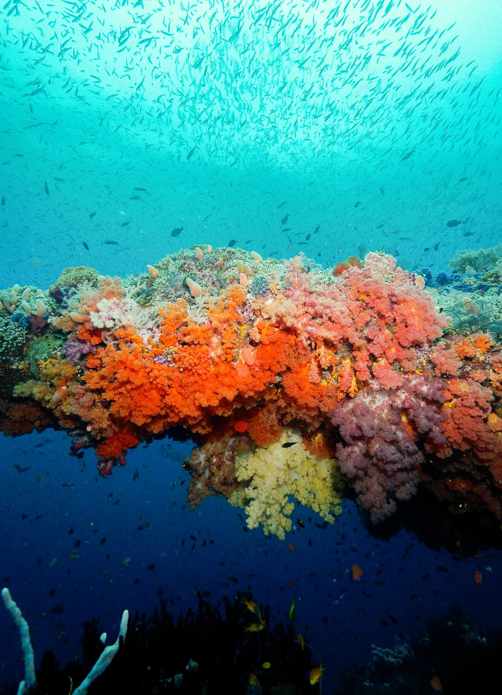 Orange soft coral on a saturated reef with a school of fish above.