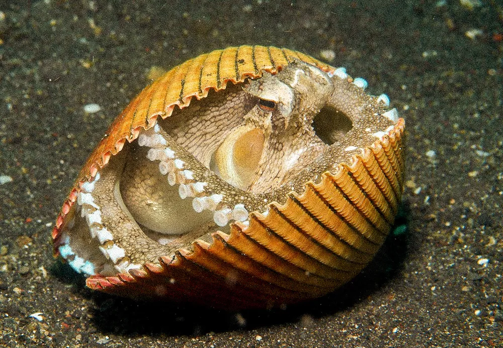 An octopus sheltering in a shell on black sand.