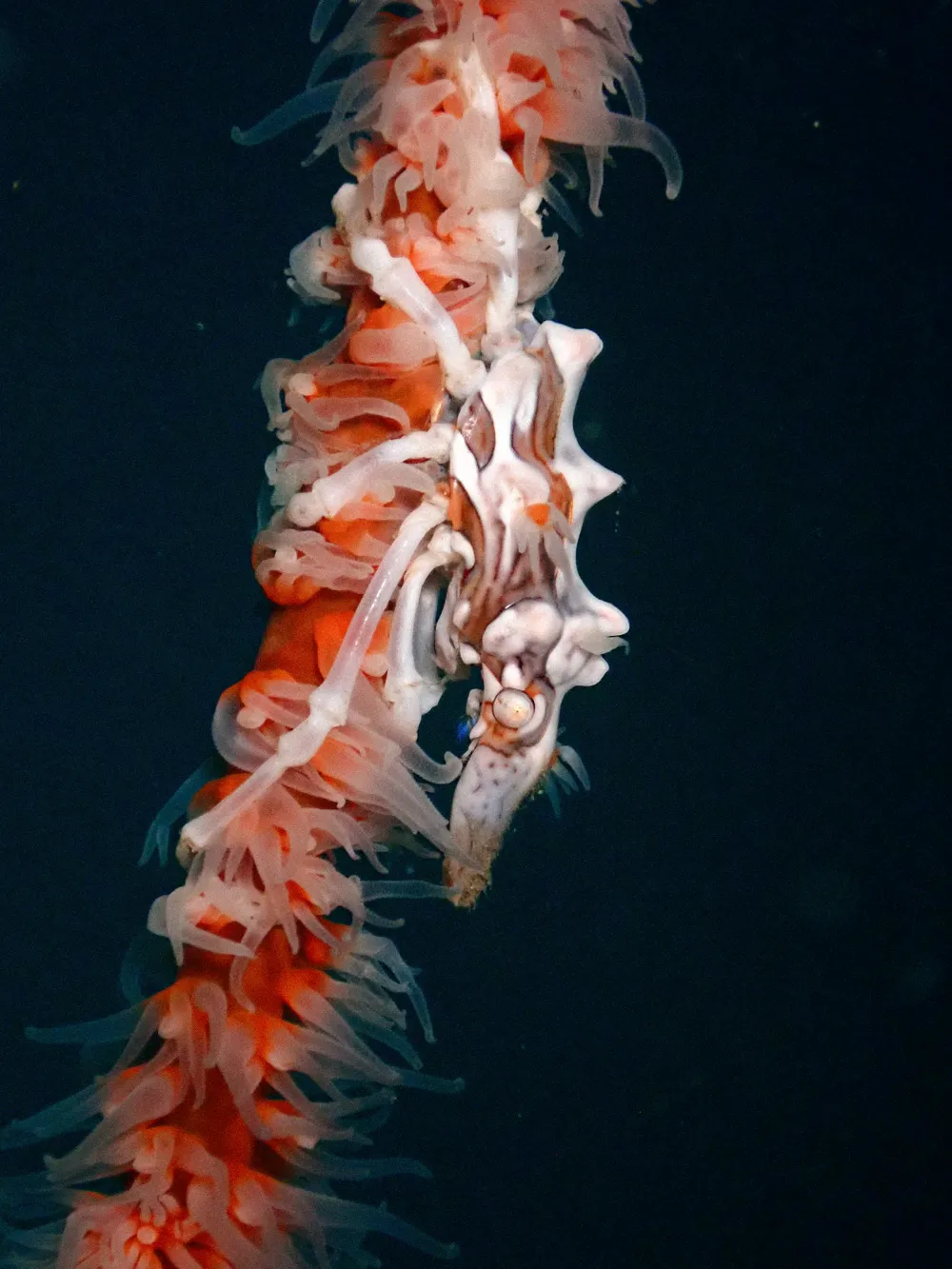 A whip coral covered in polyps.
