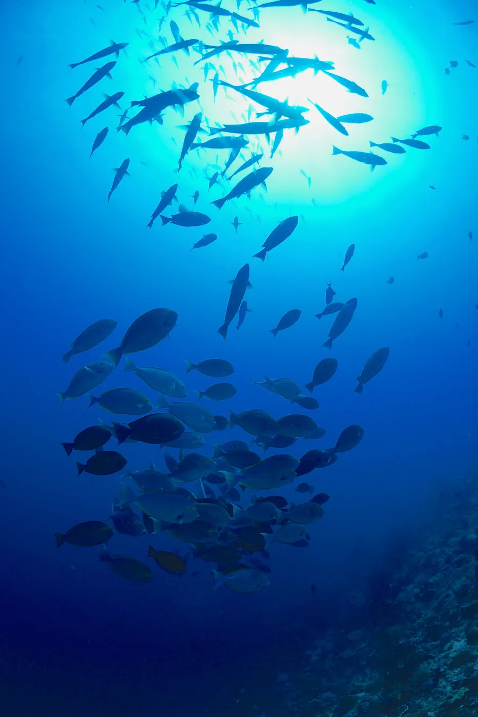 A school of fish in blue water.