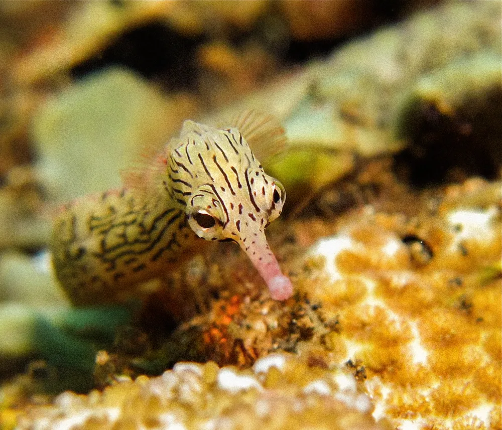 A pipefish on the reef.