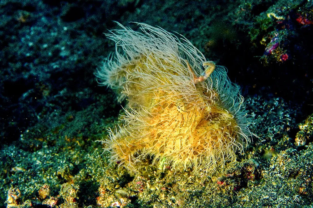 A hairy frogfish on black sand.