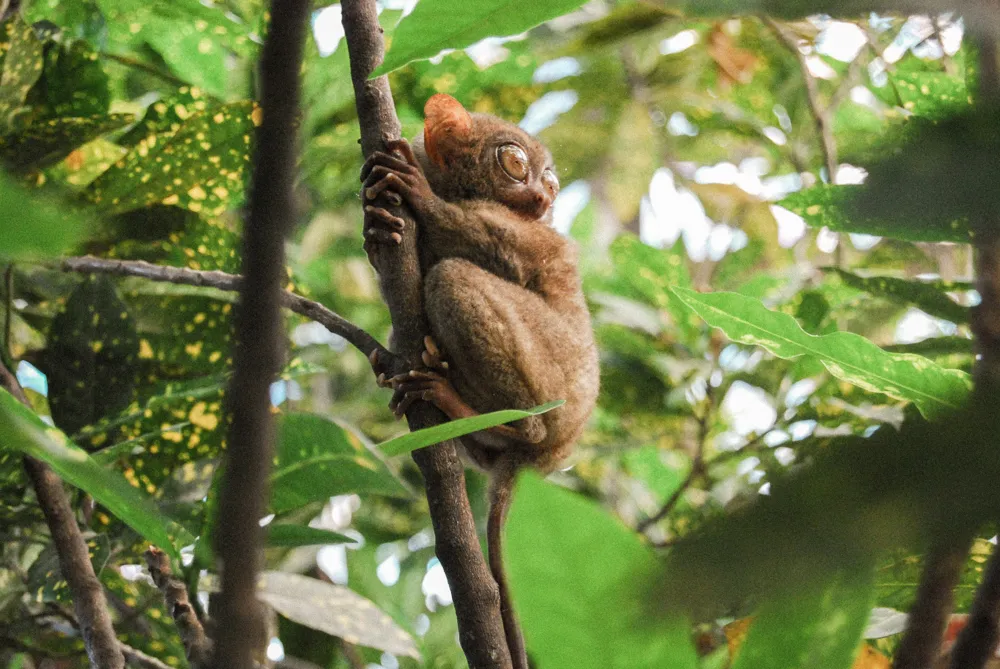 A spectral tarsier on a branch.