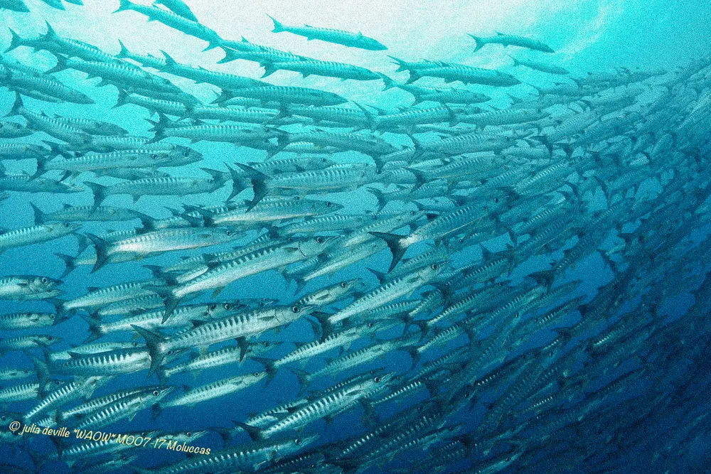 A school of barracuda in blue water.
