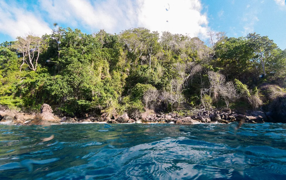A forested shoreline seen from the water.