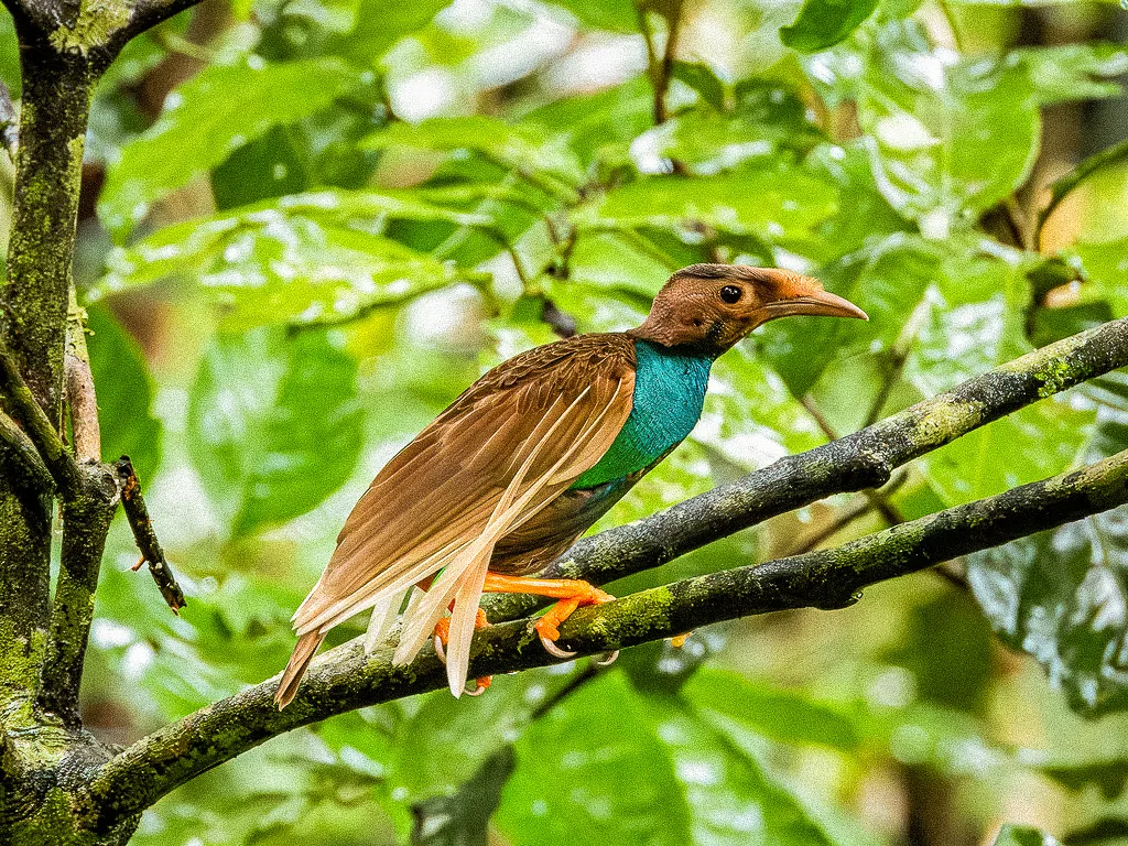 Two birds of paradise on a branch.
