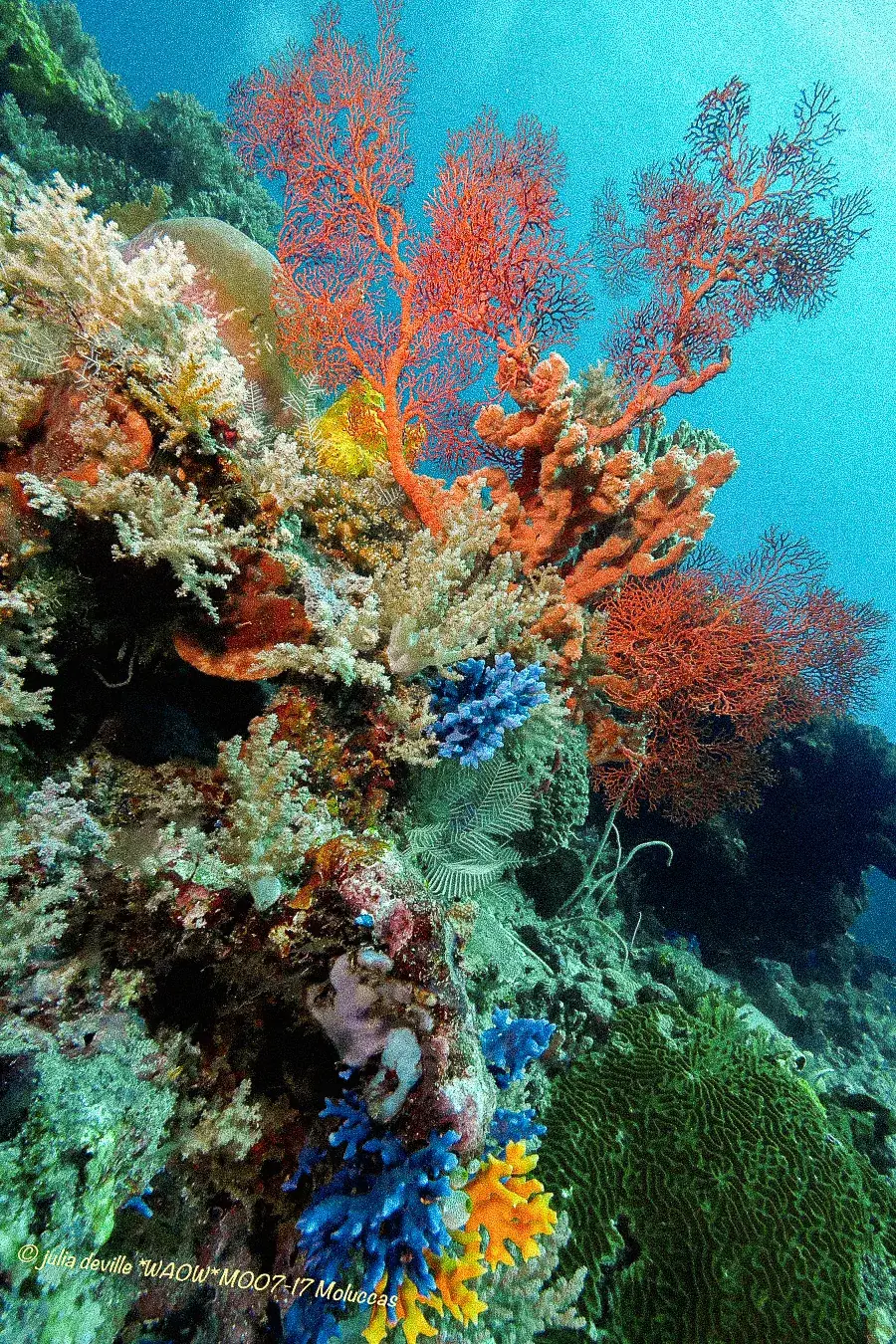 Sea fans and soft corals on a wall.