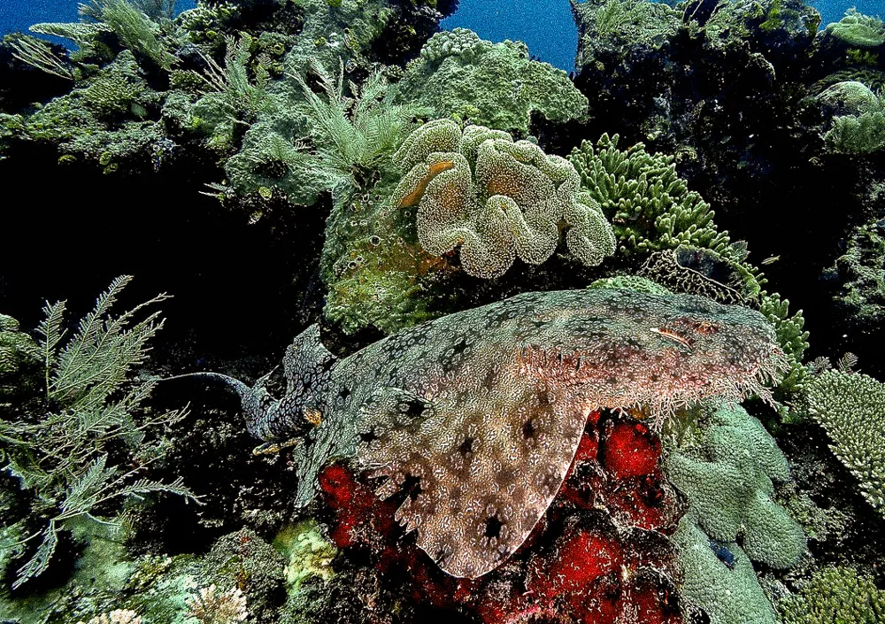A wobbegong shark resting beneath table coral.