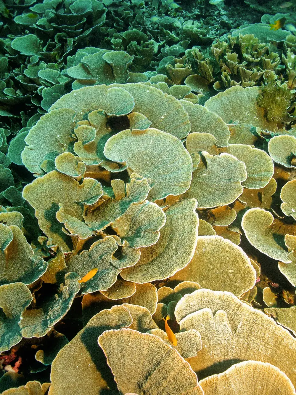 Plate and table corals in a shallow garden.