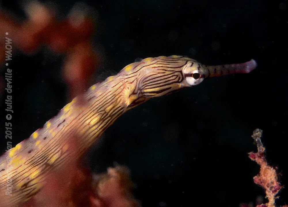 A banded pipefish against dark water.