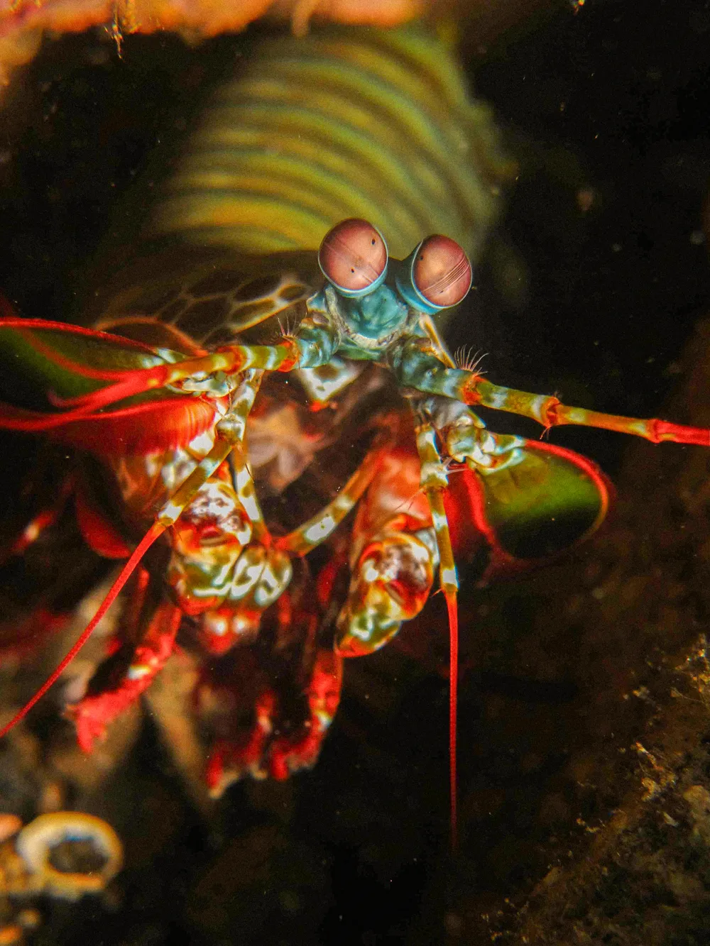 A peacock mantis shrimp, face on.
