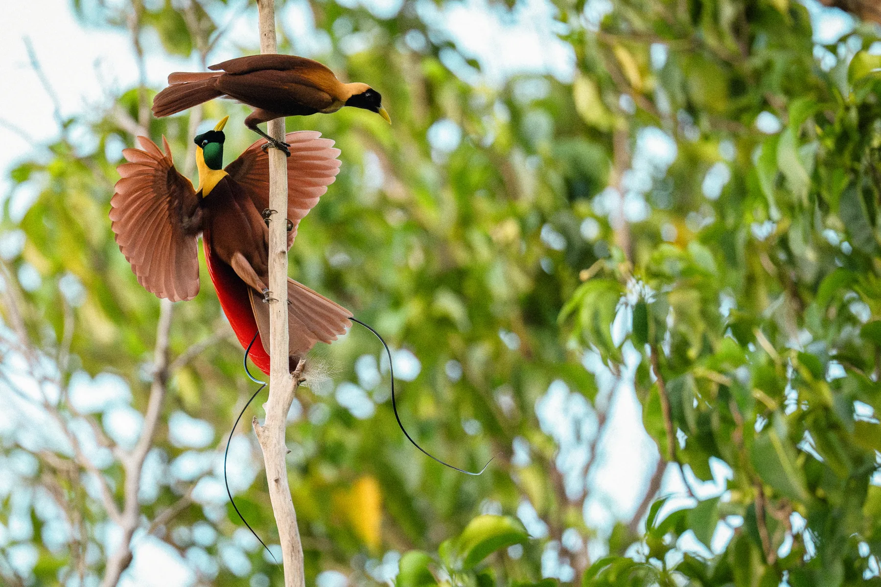 A red bird of paradise displaying in the canopy.