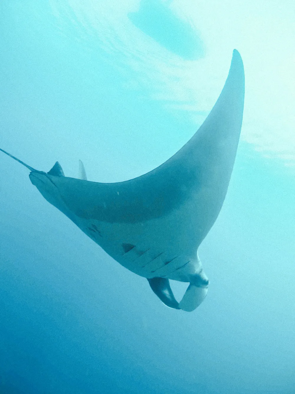 A reef manta gliding over blue water.