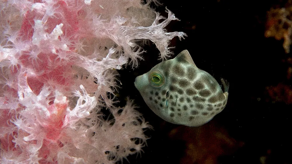 A spotted boxfish beside soft coral.