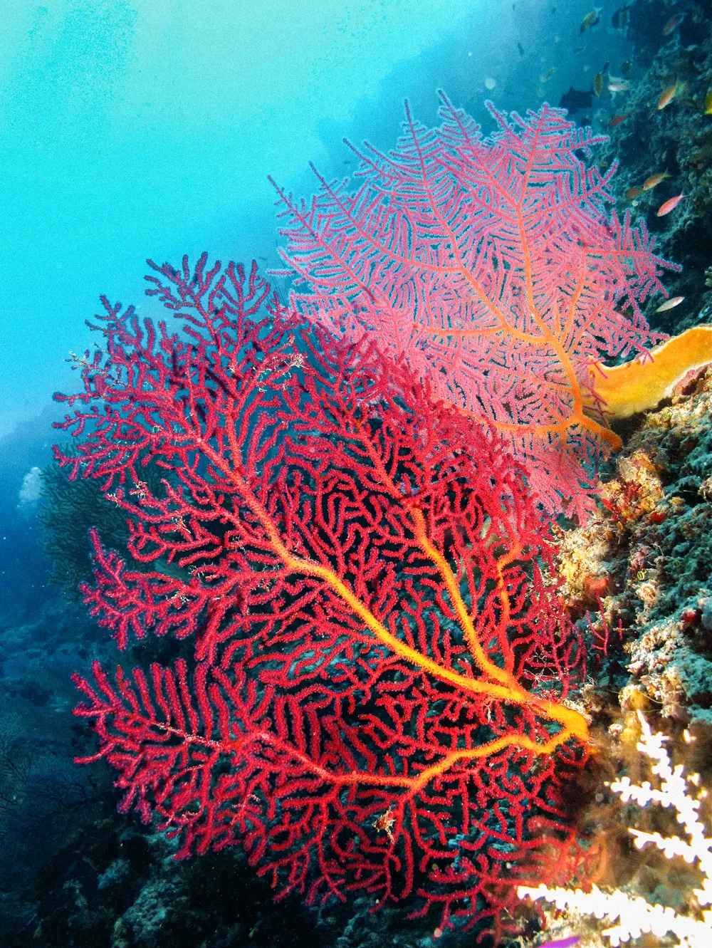 A red gorgonian sea fan on a reef wall.