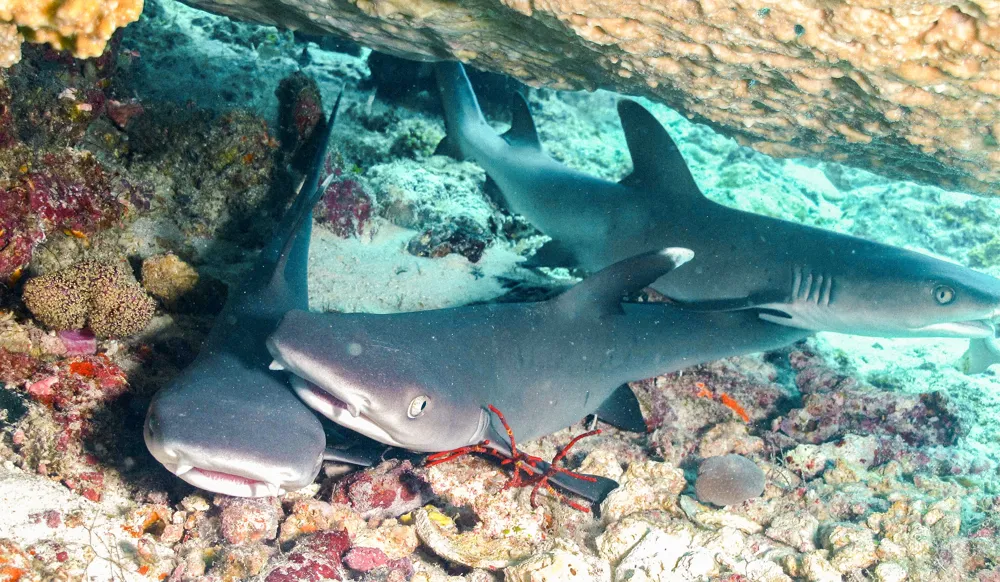 White-tip reef sharks resting under a ledge.