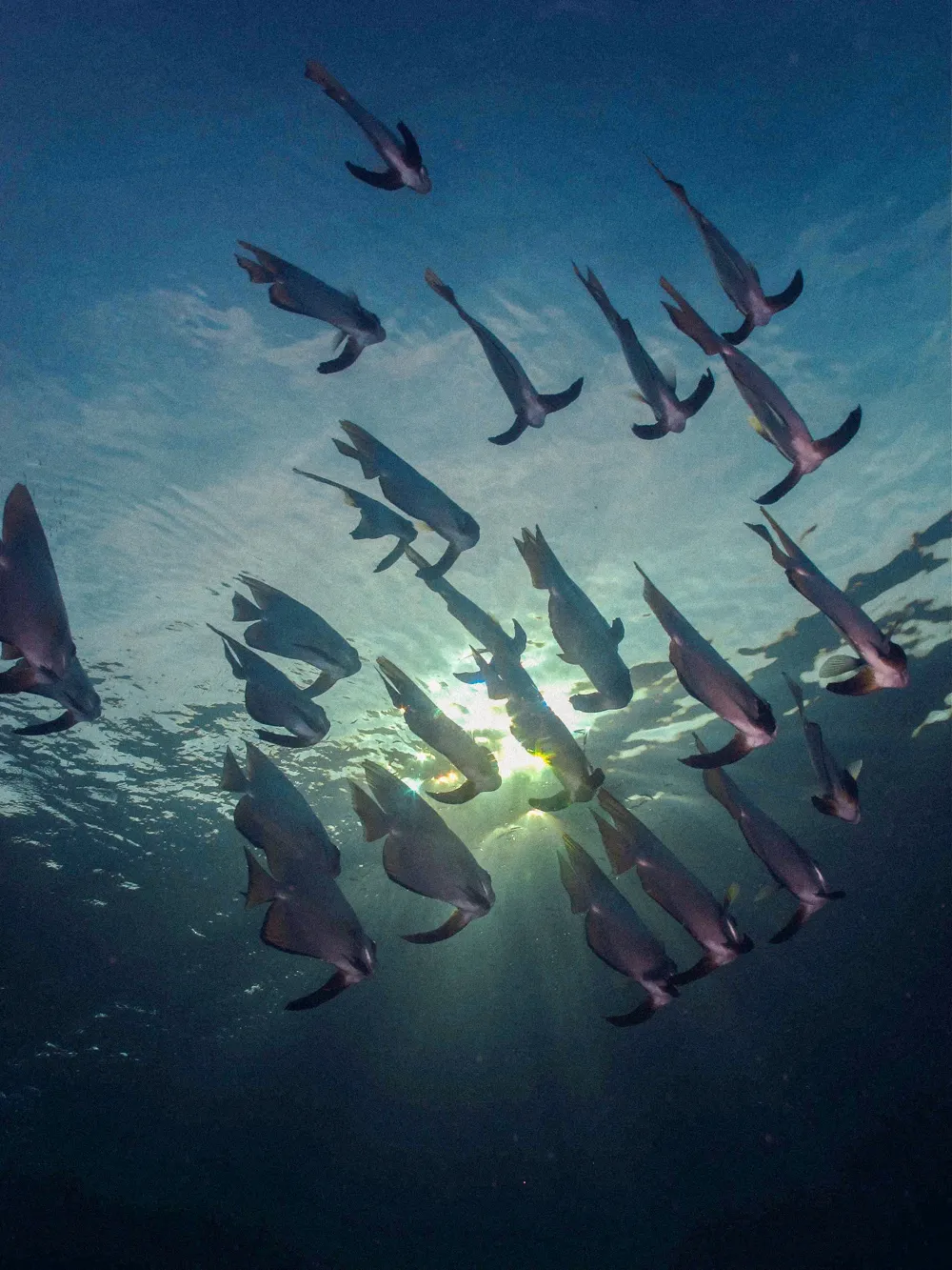 A school of batfish against the sunlight.