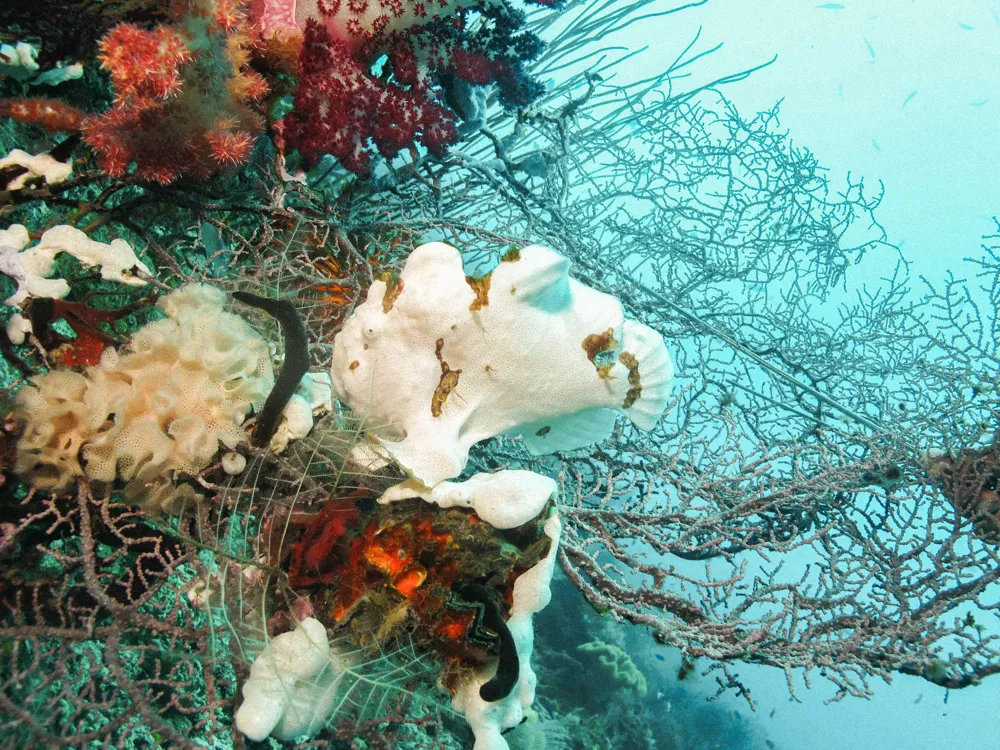A frogfish among sea fans.