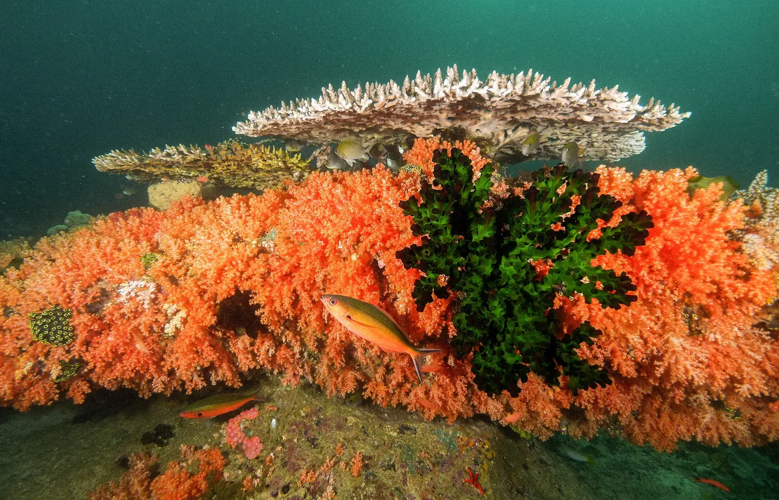 Orange soft coral beneath a table coral.
