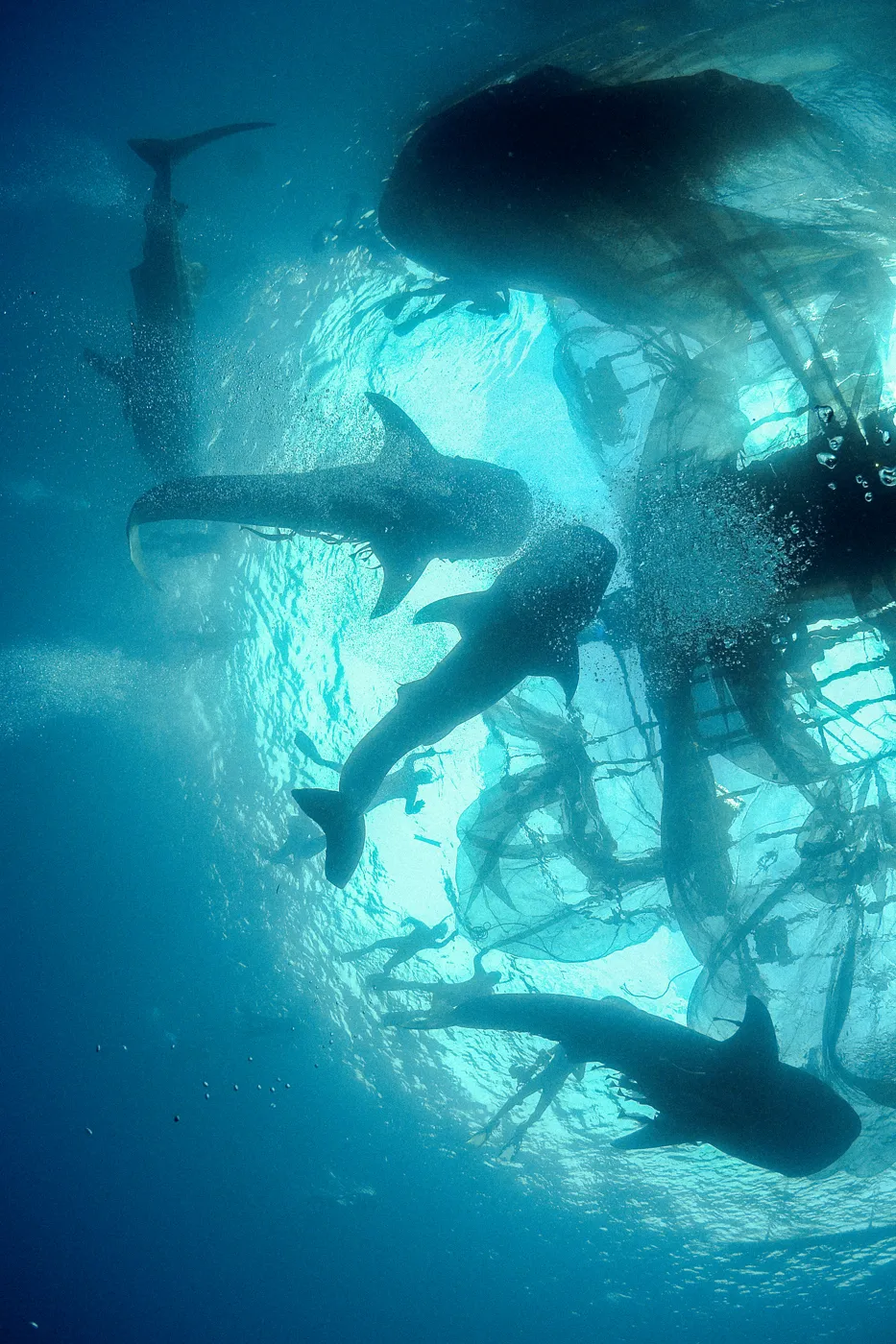Whale sharks feeding beneath a fishing platform.