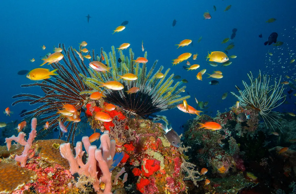 Anthias over a crinoid on a colourful reef.
