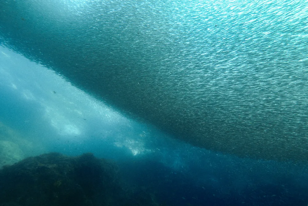 A dense school of silversides.