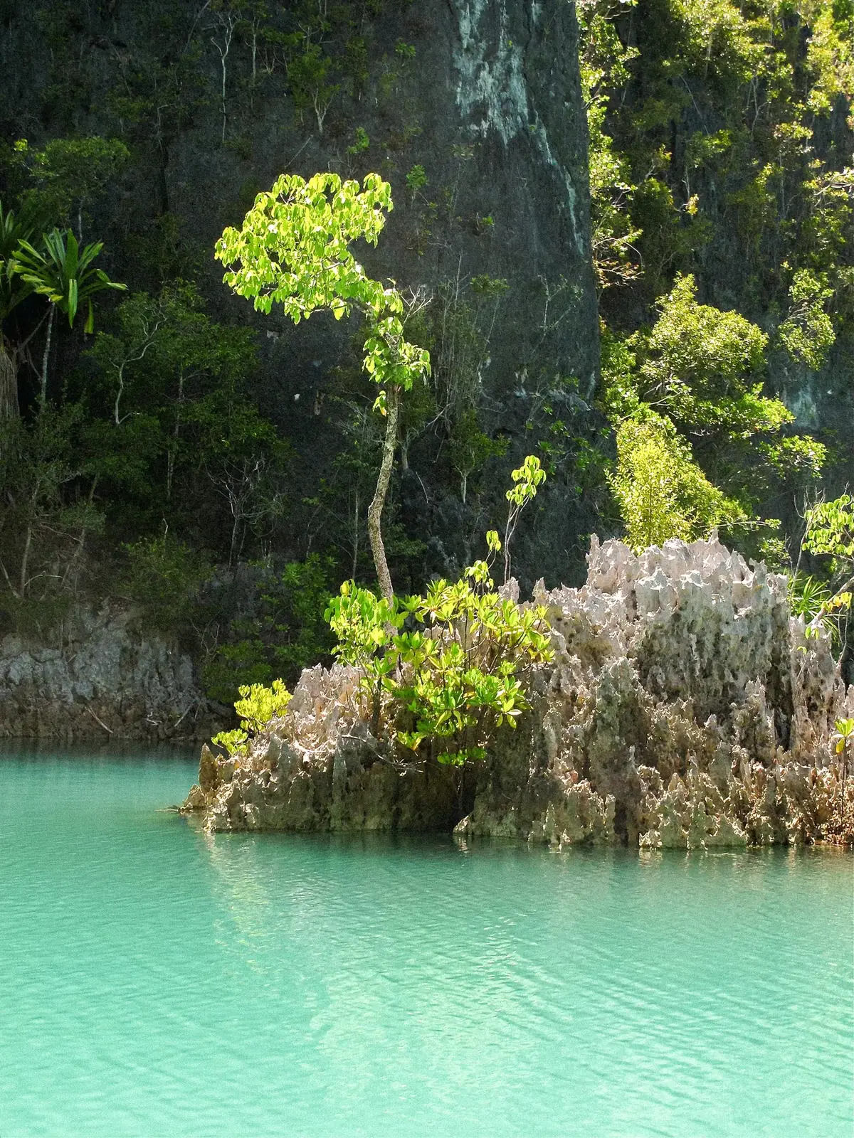 A mangrove-topped limestone rock above a turquoise lagoon.