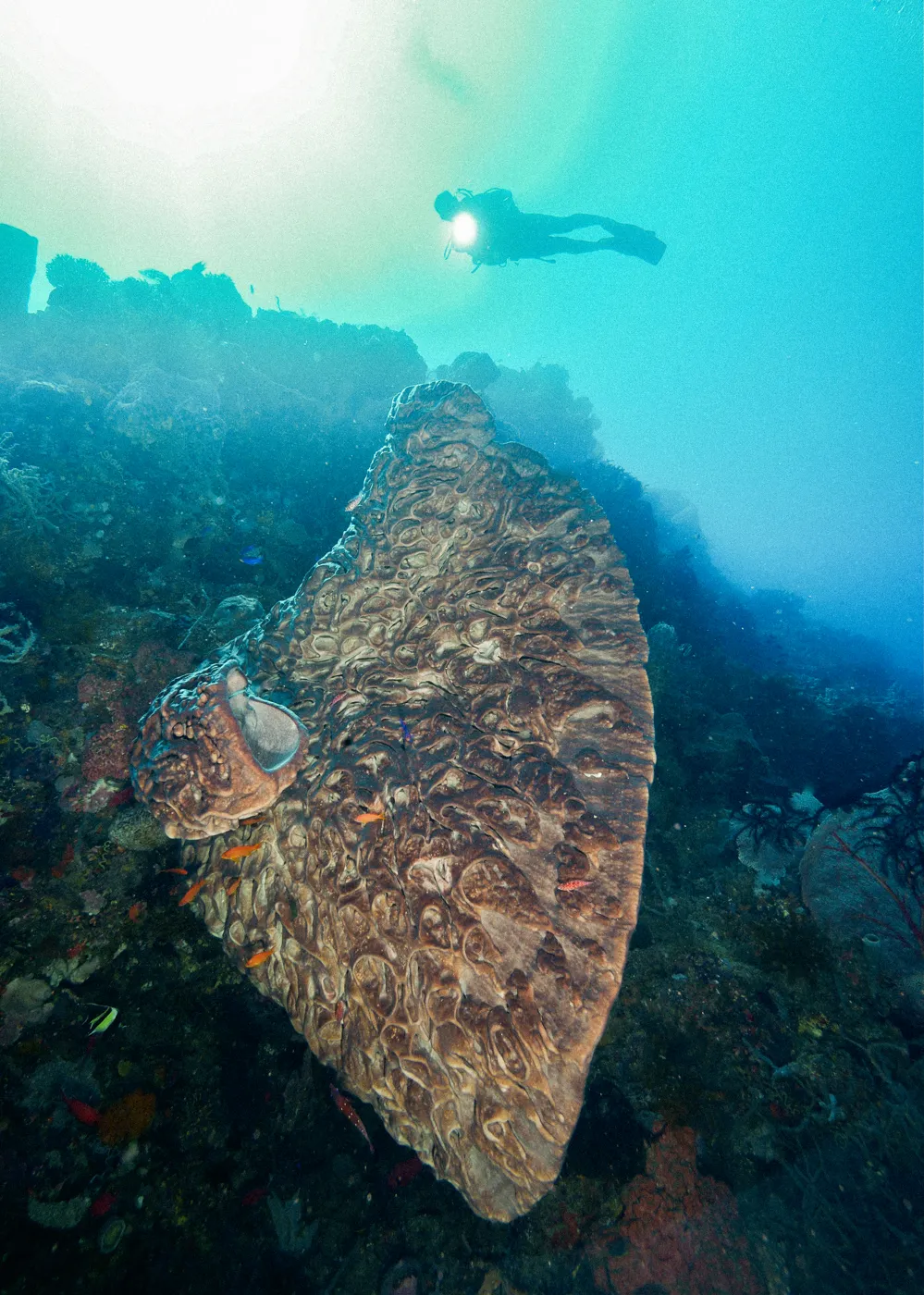 A diver above a huge barrel sponge.