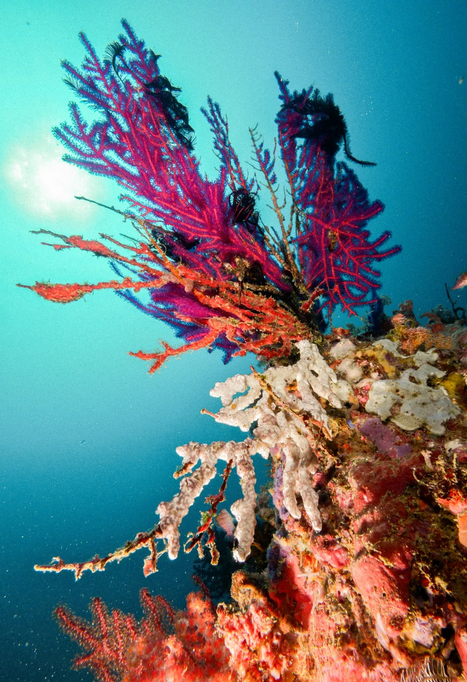 Sea fans and soft corals on a reef wall.