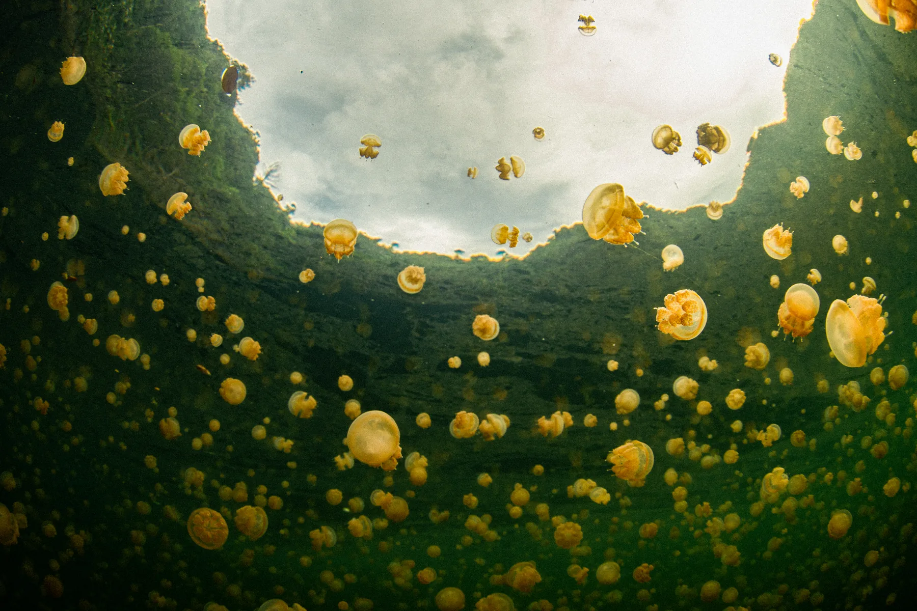 Golden jellyfish drifting in a marine lake.