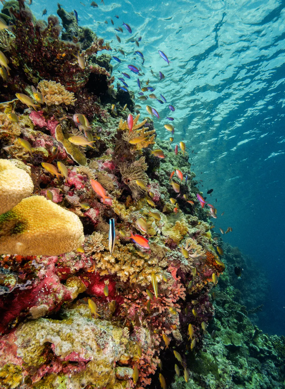 Anthias over a colourful reef wall.