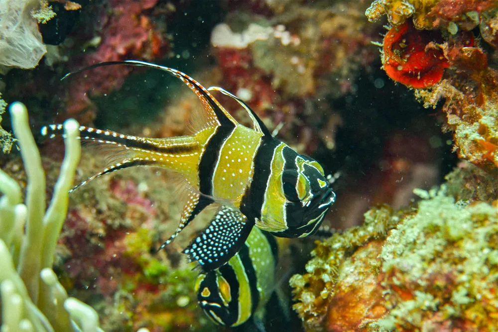 A striped reef fish among sea urchins.