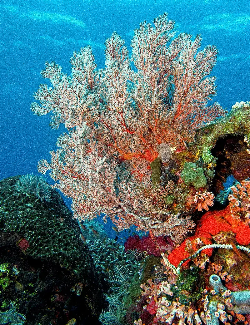 A large gorgonian sea fan on a reef wall off the north coast of Flores.