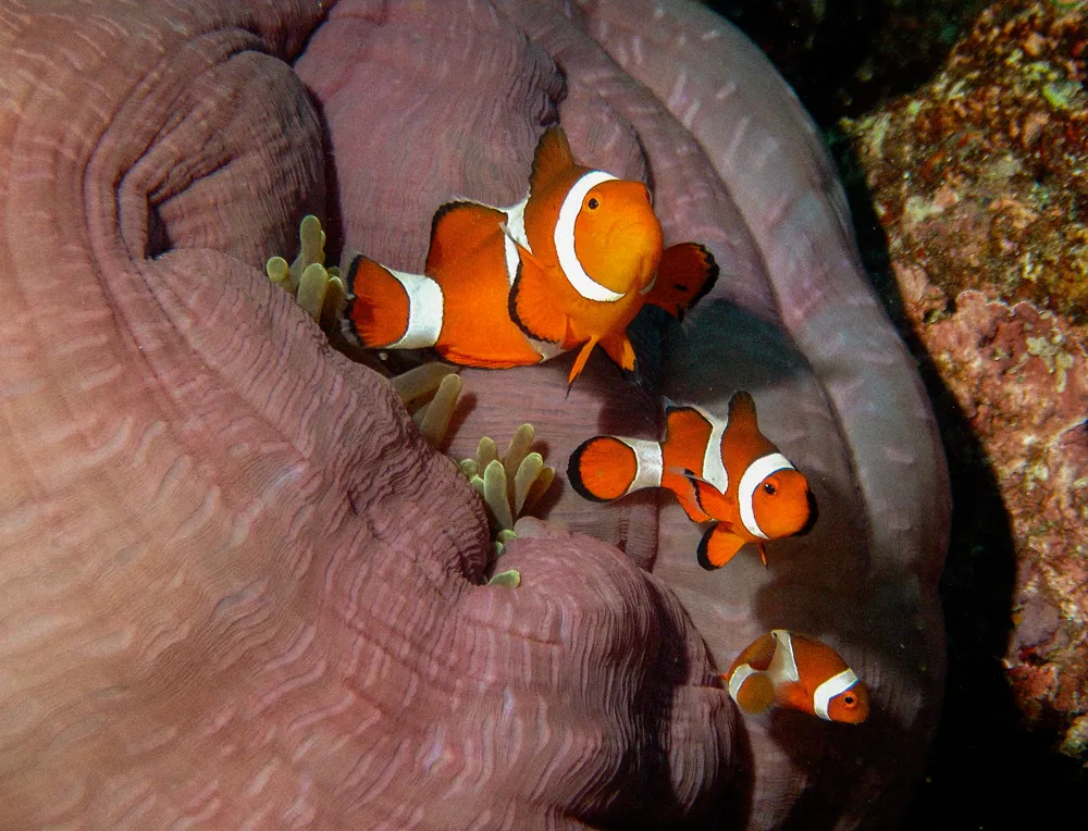 Clownfish in a purple anemone at Komodo.
