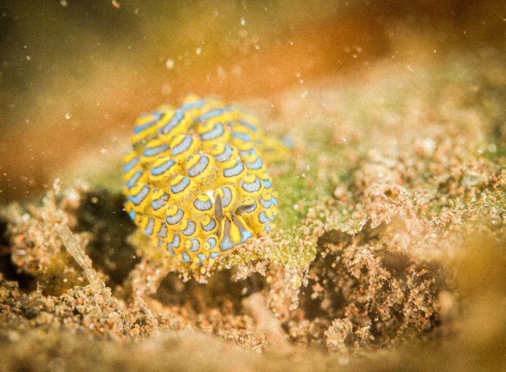 A blue and yellow nudibranch on black volcanic sand.