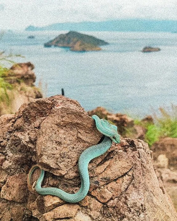 A turquoise pit viper coiled on a rock above the sea.